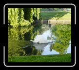 Swan at Hampton Court Palace * 1384 x 1192 * (1.71MB)